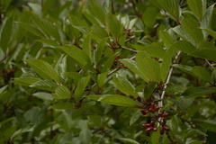 Viburnum erubescens