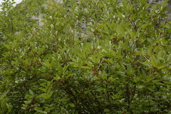 Viburnum erubescens