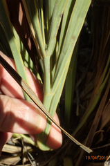 Aciphylla colensoi