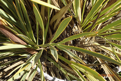 Aciphylla colensoi