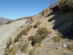 Aciphylla colensoi