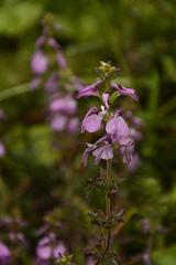 Pedicularis gracilis