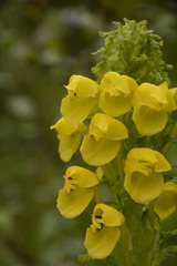 Pedicularis hoffmeisteri