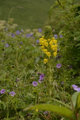 Pedicularis hoffmeisteri