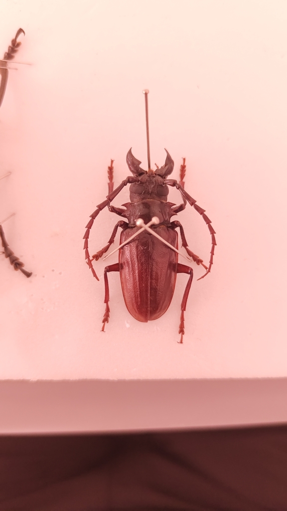 Dorysthenes fossatus from Nanchang, CN-JX, CN on May 28, 2024 at 04:28 ...