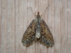 Palpita arsaltealis