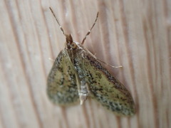 Palpita arsaltealis