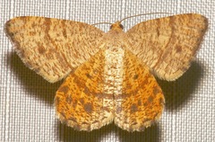 Macaria inextricata