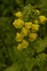 Pedicularis hoffmeisteri