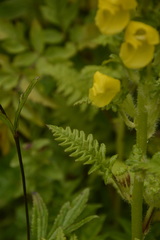 Pedicularis hoffmeisteri