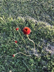 Gaillardia suavis