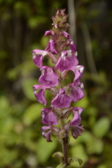 Pedicularis pectinata