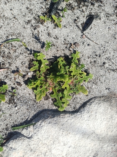 Cleretum herrei (Cleretum herrei)