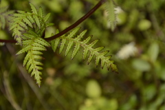 Pedicularis pectinata