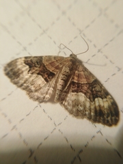 Xanthorhoe biriviata