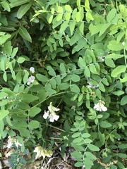 Lathyrus lanszwertii