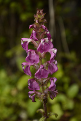 Pedicularis pectinata