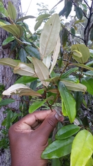 Sarcolaena oblongifolia