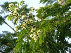 Senegalia polyphylla