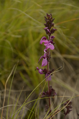 Pedicularis porrecta