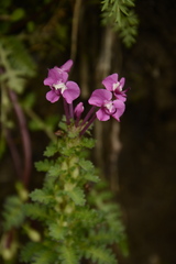 Pedicularis punctata
