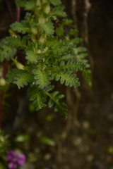 Pedicularis punctata