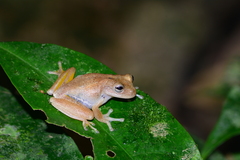 Bromeliad Treefrog photo 5