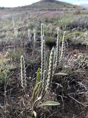 Plantago patagonica