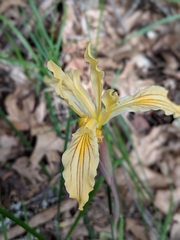 Iris innominata