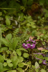 Pedicularis siphonantha