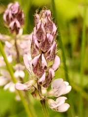 Orbexilum pedunculatum