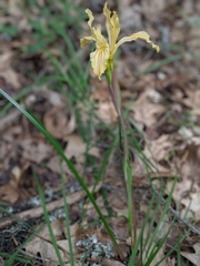 Iris innominata