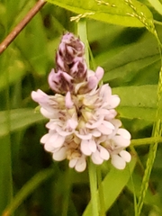 Orbexilum pedunculatum