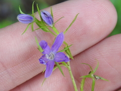 Triodanis leptocarpa