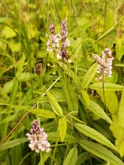 Orbexilum pedunculatum