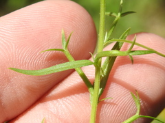 Triodanis leptocarpa