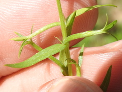 Triodanis leptocarpa