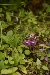Pedicularis siphonantha