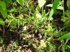 Triodanis leptocarpa