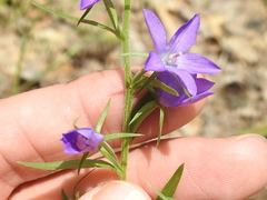 Triodanis leptocarpa