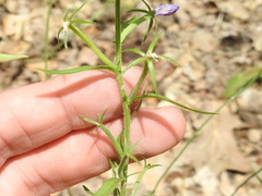 Triodanis leptocarpa