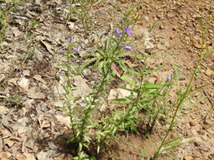 Triodanis leptocarpa