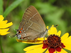 Satyrium favonius autolycus
