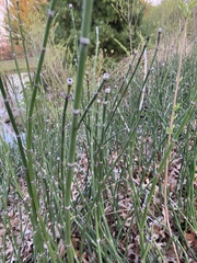 Equisetum laevigatum