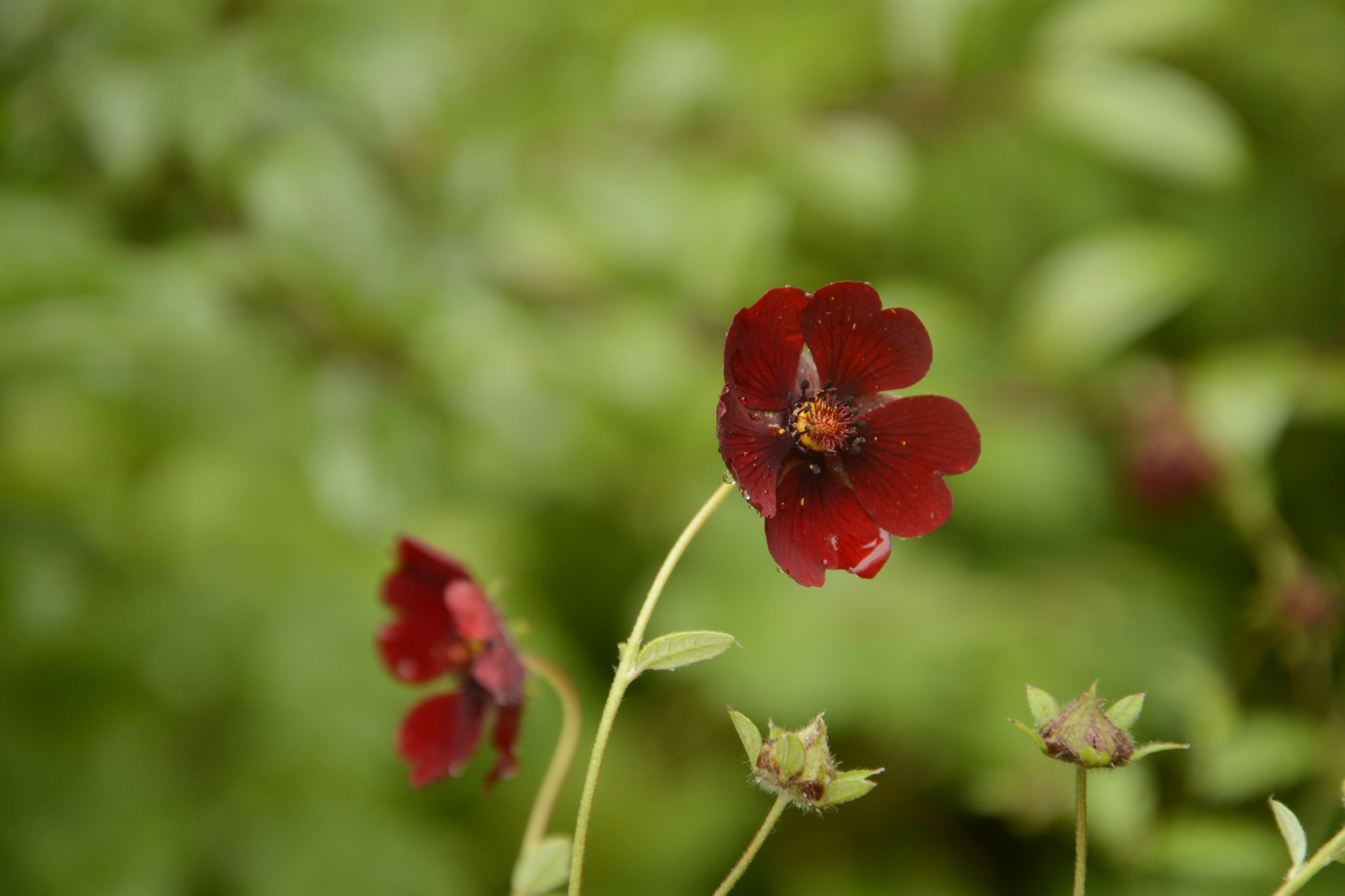 Potentilla atrosanguinea