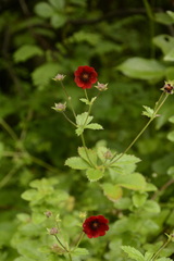 Potentilla atrosanguinea
