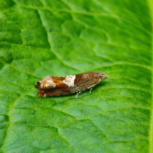 Nut Bud Moth, 9747 AV Groningen, Netherlands, photo 7 of 10