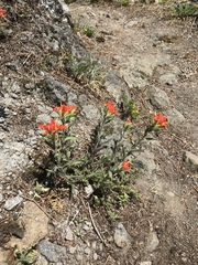 Castilleja applegatei