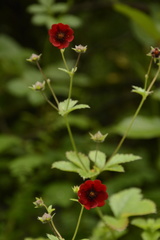 Potentilla atrosanguinea