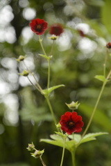 Potentilla atrosanguinea